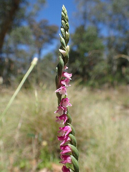 File:Spiranthes australis (habit).jpg