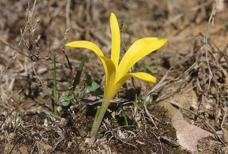 File:Sternbergia-colchiciflora-scapa.jpg