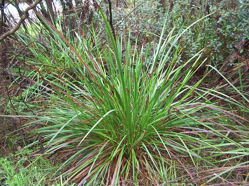 File:Sword sedge.jpg