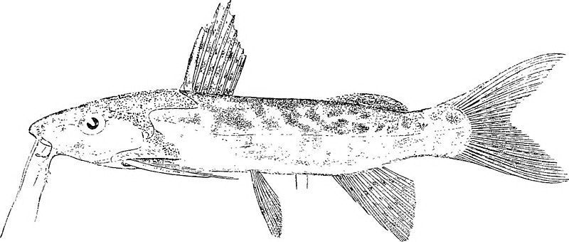 File:Synodontis nebulosus.jpg