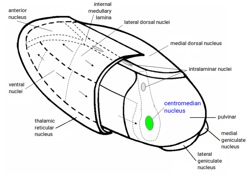 File:Thalamus3enCM.png