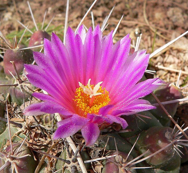 File:Thelocactus rinconensis 4.jpg