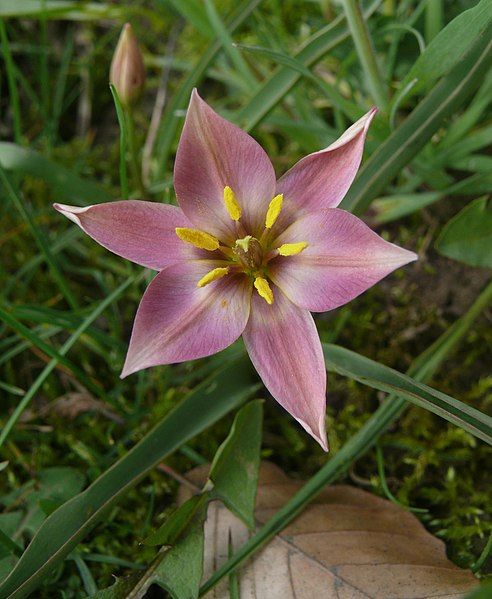 File:Tulipa aucheriana 240408.jpg