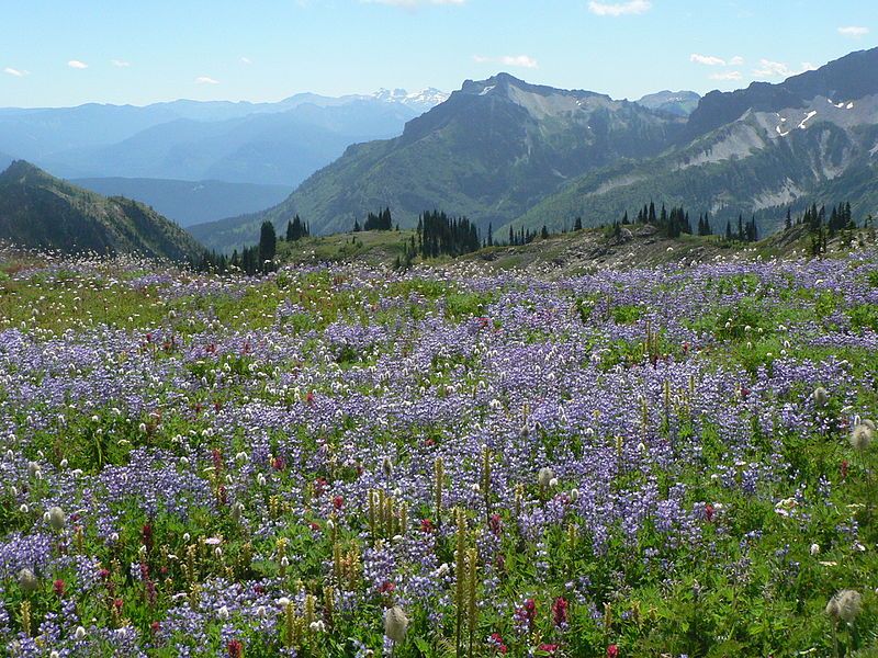 File:Wildflower Meadow (6997737191).jpg