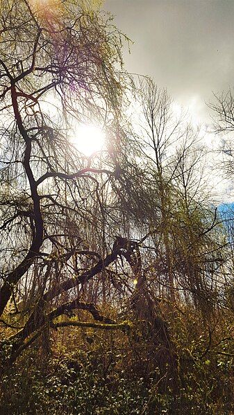 File:Willowtrees.jpg