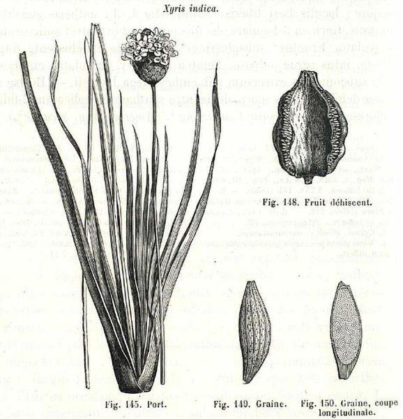 File:Xyris indica.JPG