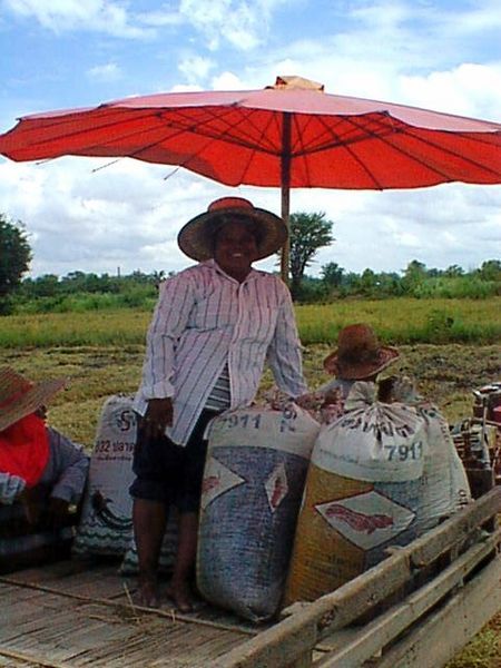 File:10 Gathered Rice.JPG