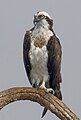 águila de mar (Pandion haliaetus)