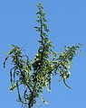 A branch of devil's claw (Acacia greggii) in Las Vegas.