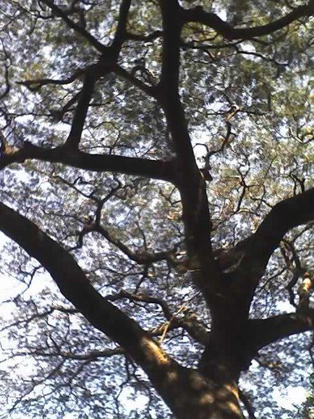 File:Albizia adianthifolia canopy.JPG