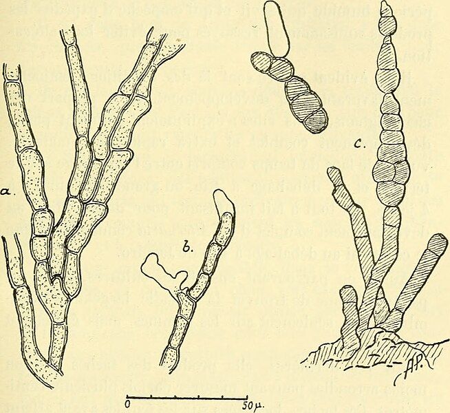 File:Alternaria brassicae.jpg