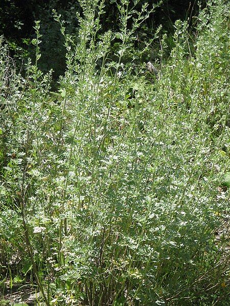 File:Artemisia absinthium002.jpg