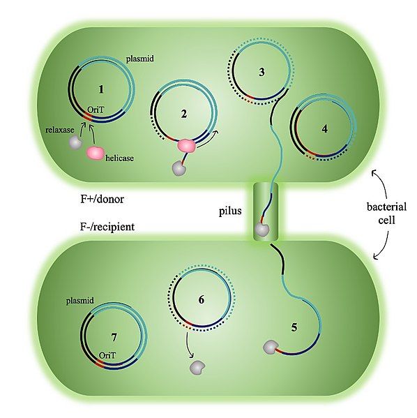 File:BacterialConjugation.jpg