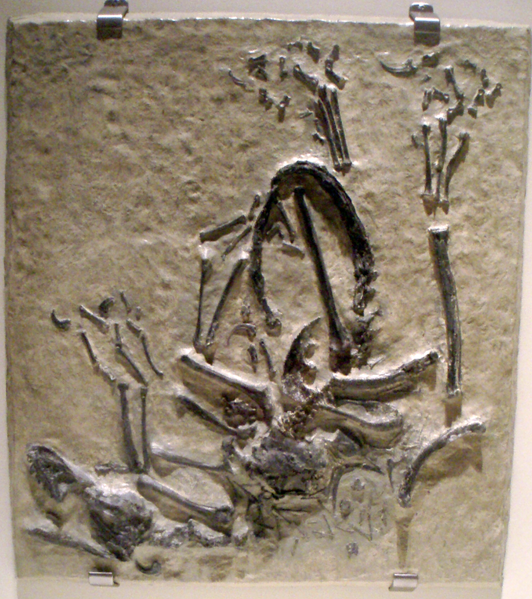 File:BambiraptorFeinbergi RoyalOntarioMuseum.png