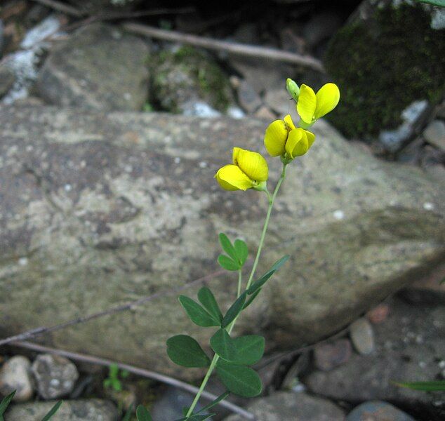 File:Baptisia tinctoria.jpg