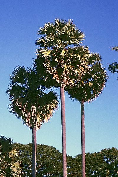 File:Borassus flabellifer.jpg