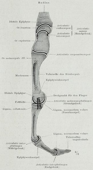 File:Braus 1921 188.png