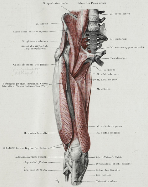 File:Braus 1921 244.png