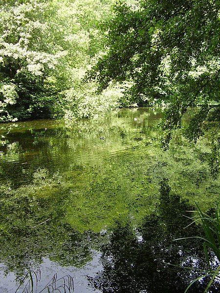 File:Brockhill Reflection.JPG