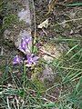 Brodiaea californica