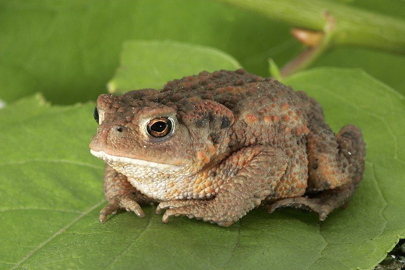 File:Bufo bufo 03-clean.jpg