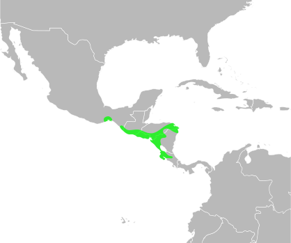 File:Bufo coccifer distribution.svg