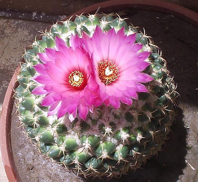 File:CactiFlowers.jpg