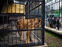 Ethiopian lioness or juvenile lion at Addis Abeba Zoo