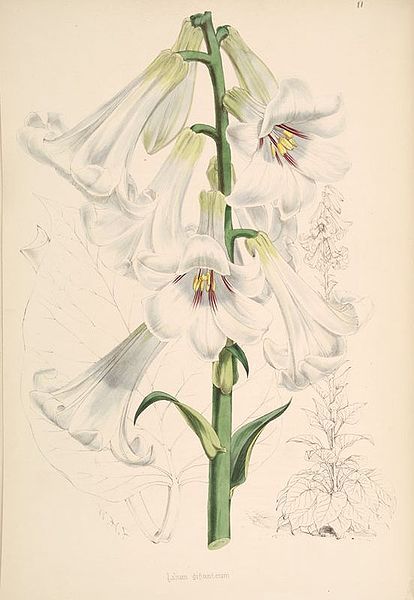 File:Cardiocrinum giganteum.jpg