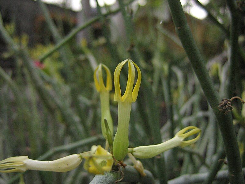 File:Ceropegia dichotoma-flower.jpg