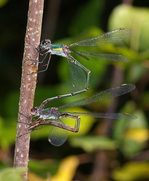 File:ChalcolestesViridis.jpg