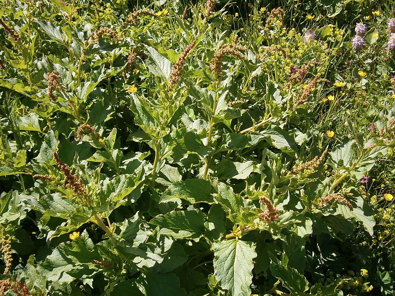 File:Chenopodium bonus-henricus01.jpg