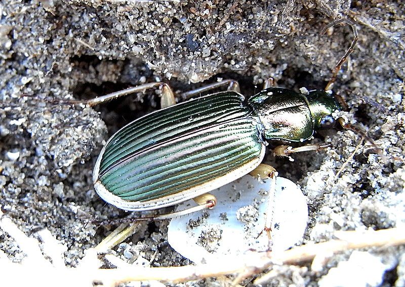 File:Chlaenius spoliatus.jpg