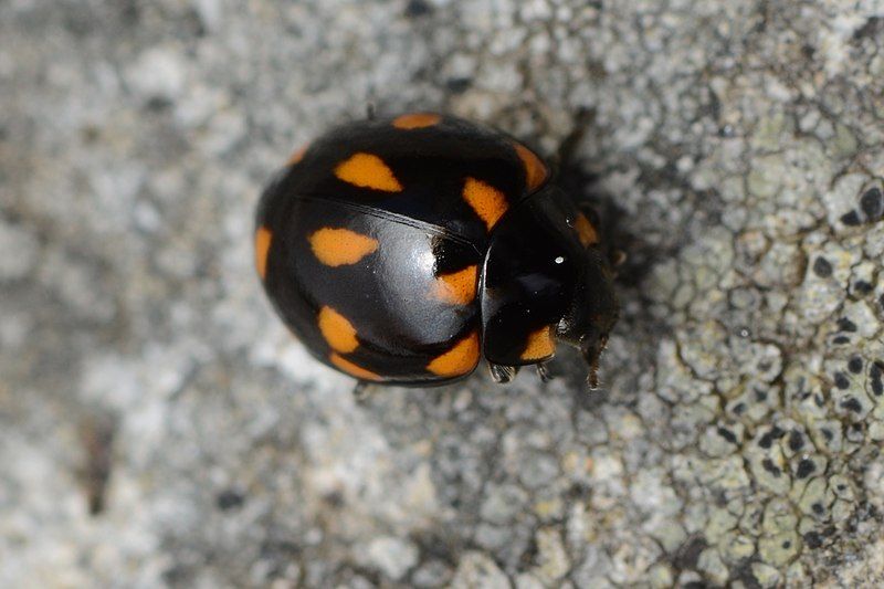 File:Coccinella leonina 2979729.jpg