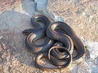 Caspian whipsnake