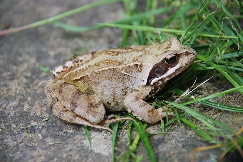 File:CommonFrog.jpg