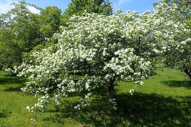 File:Crataegus meyeri kz07.jpg