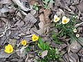 Crocus chrysanthus cultivars