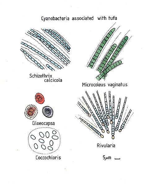 File:Cyanobacteriaassociatedwithtufa014.jpg