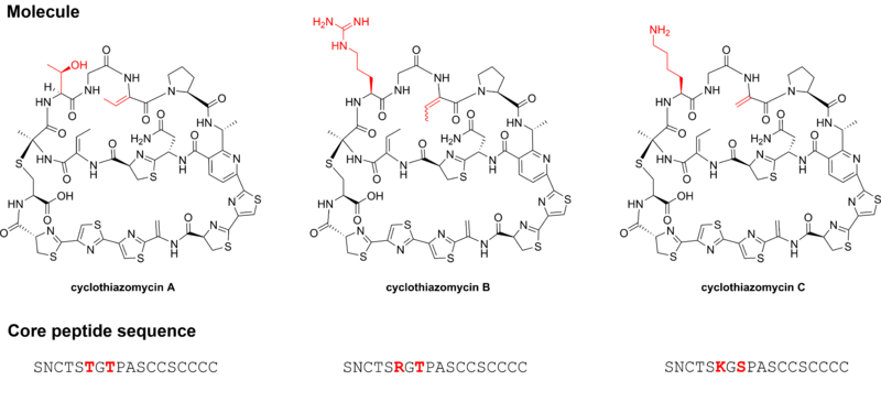 File:Cyclothiazomycin-family.png