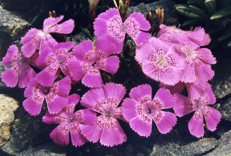 File:Dianthus callizonus 2.jpg