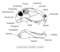 Skull of Dimetrodon, lateral view