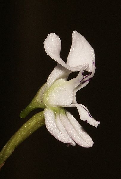 File:Disa sagittalis 120503.jpg