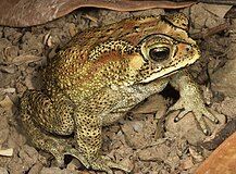 Asian common toad