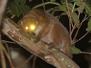 Brown potto