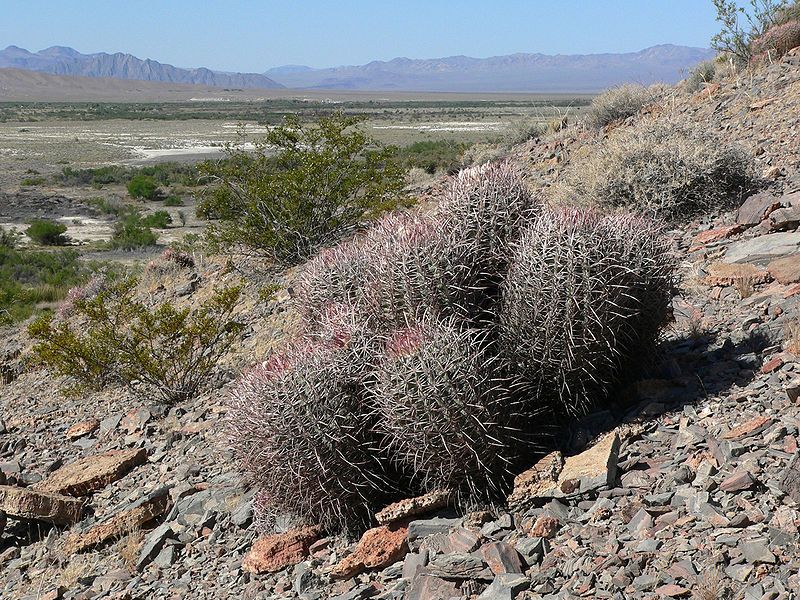 File:Echinocactus polycephalus 4.jpg