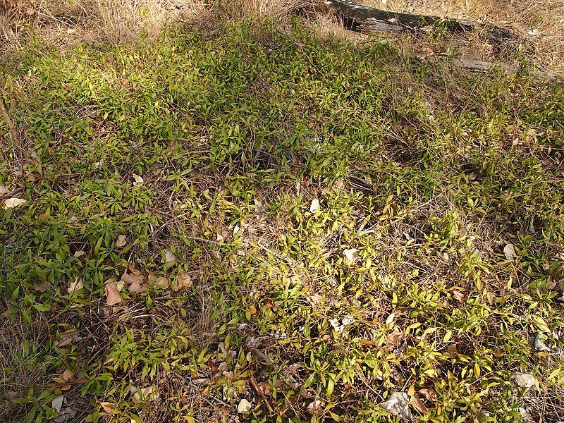 File:Eremophila debilis habit.jpg