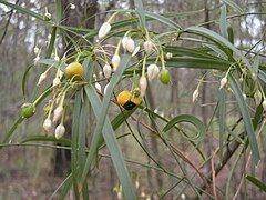 Plant with long narrow leaves