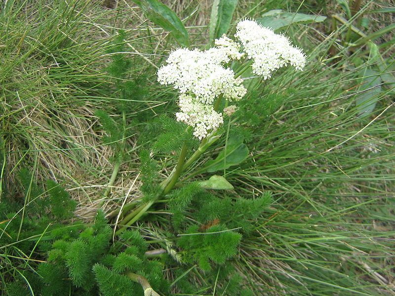 File:Fenouil des Alpes1.JPG