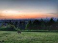 An urban fox in the nature reserve on Dawson's Hill, May 2018